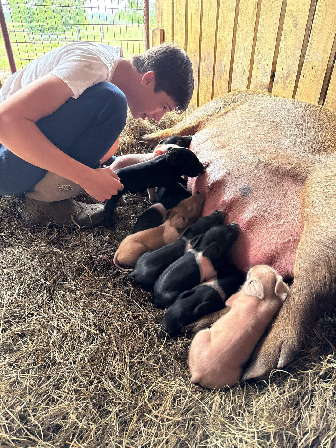 English Berkshire Pork: Why It's the Wagyu of the Pork World | Pepper May Farms