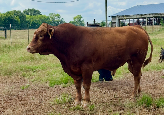 Meet Mr. Miyagi, Our Akaushi “Emperor” Bull—And Why He’s a Game-Changer