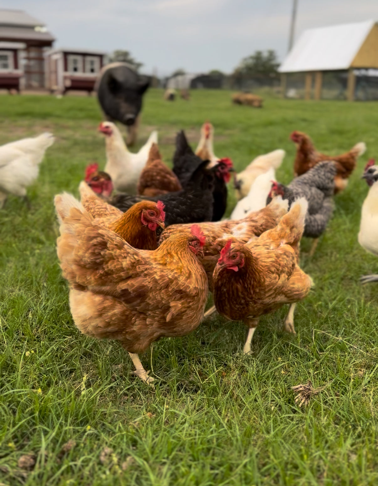 Farm Fresh Eggs: LOCAL PICKUP